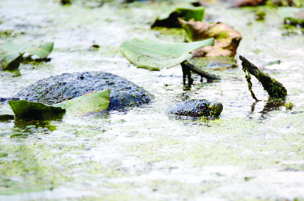 common snapping turtle