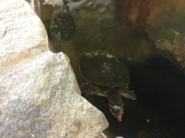 softshell turtle