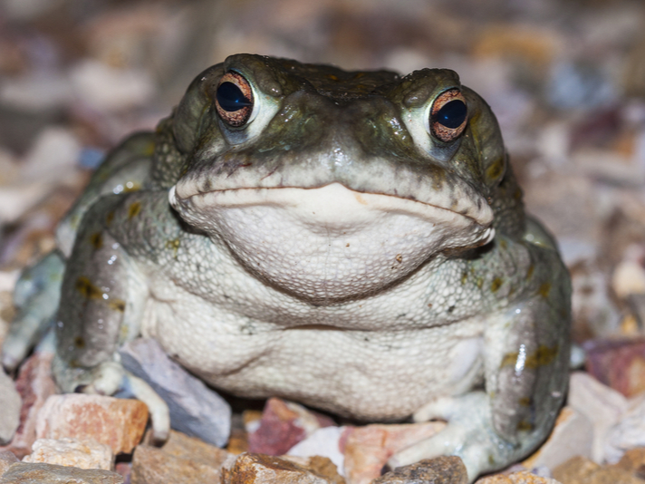 Sonoran desert toad