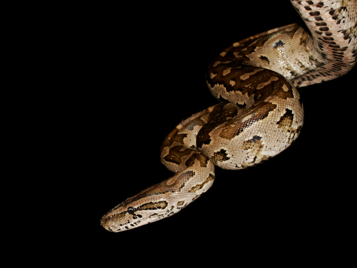 southern african rock python