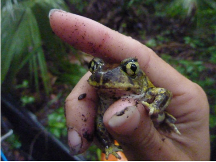 Spadefoot toad