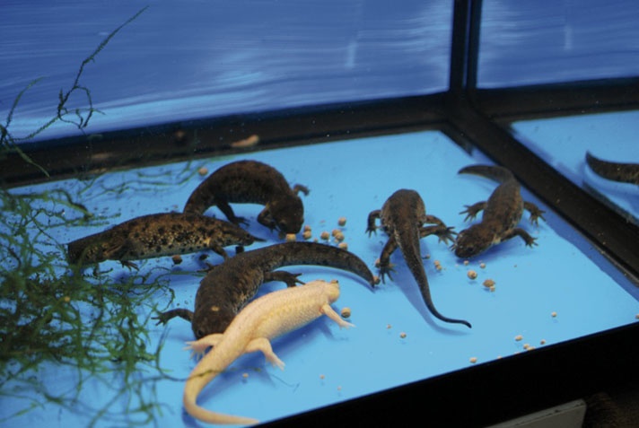 Spanish ribbed newts