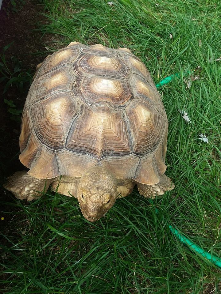 Spike the missing tortoise