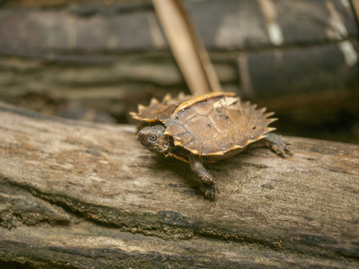 Spine Turtle Hatches At Prague Zoo