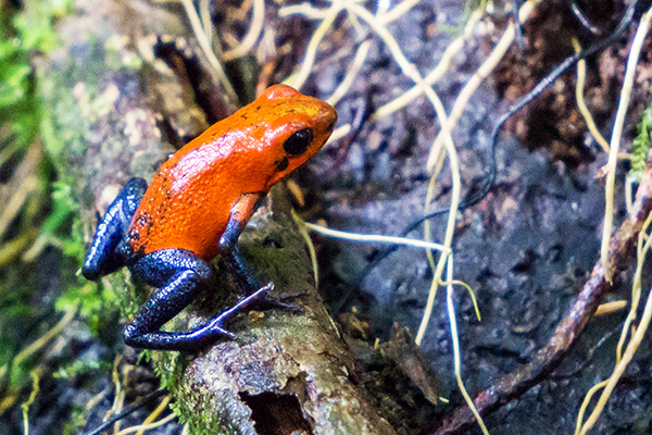 strawberry poison dart frog