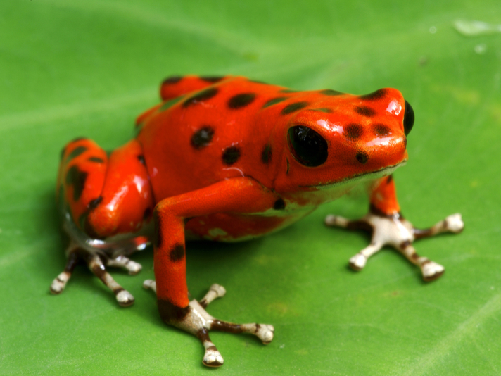 Strawberry poison frog