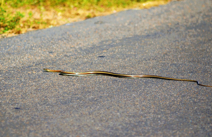 Psammophis subtaeniatus