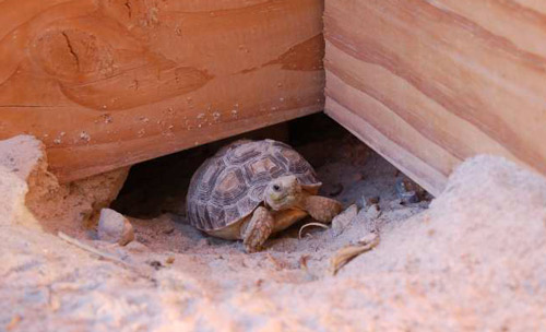 tortoise hay bedding