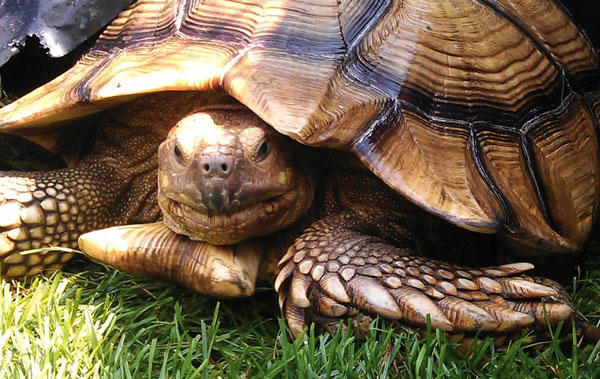 Sulcata tortoise