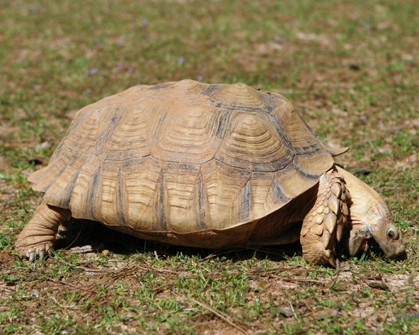 Sulcata tortoise