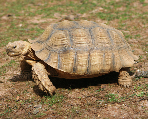 Geochelone sulcata