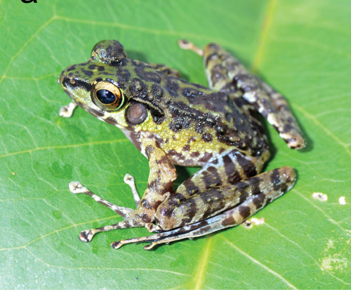 Sumatran Cascade Frog