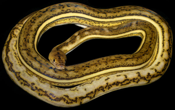 reticulated python