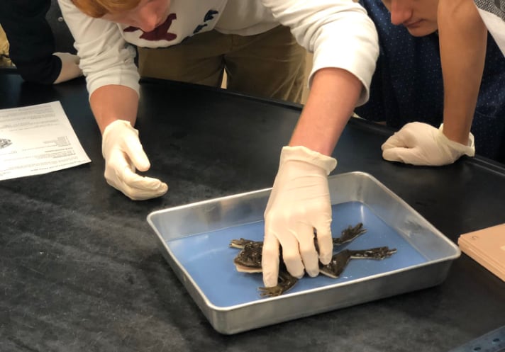 Syndaver frog dissection at a Florida high school.