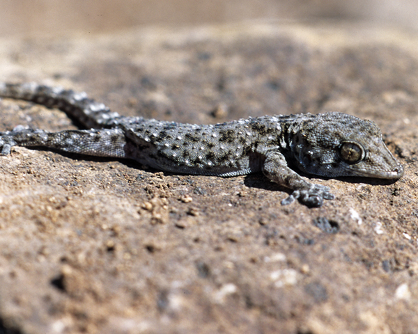 Tarentola gomerensis