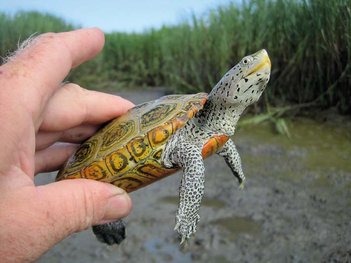 diamondback terrapin