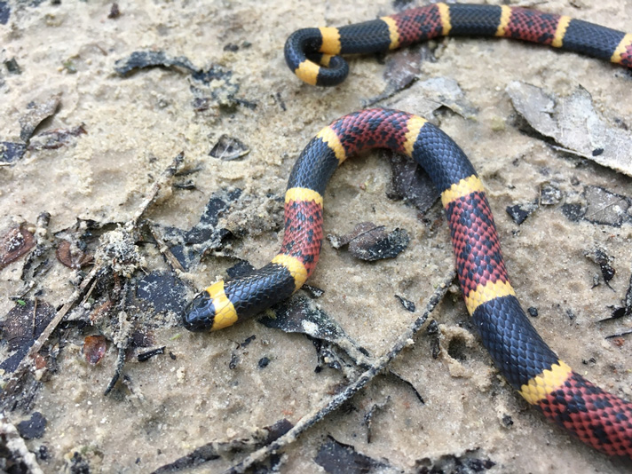 Texas Coral Snake