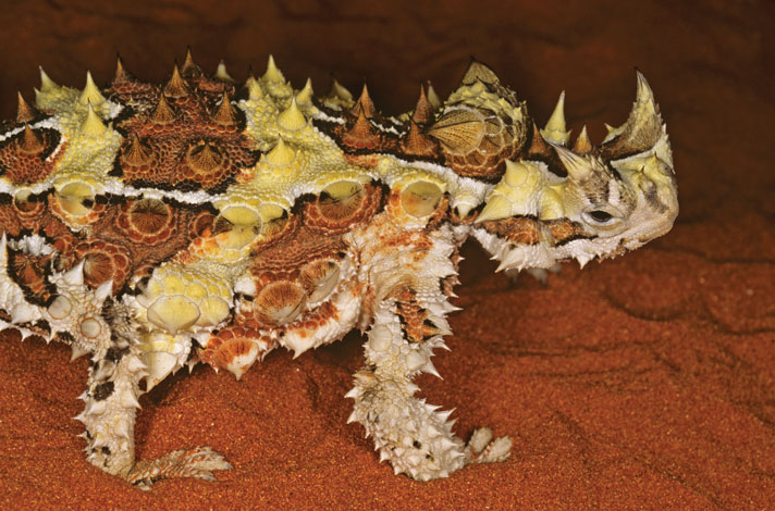 Thorny devil