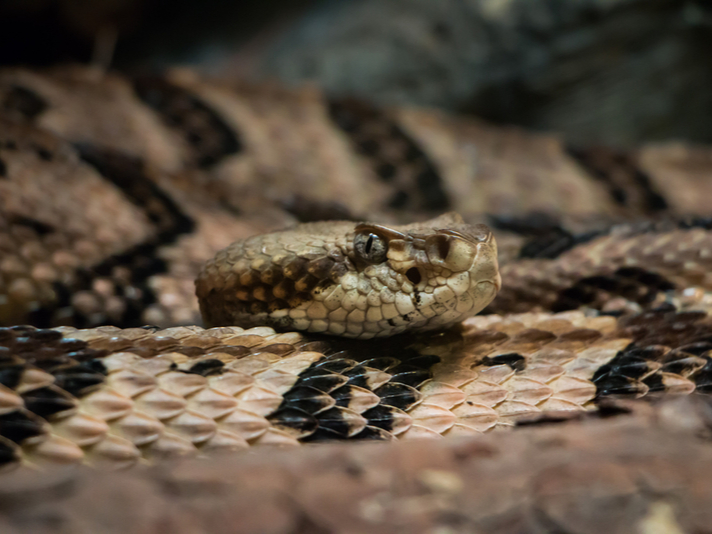 Timber rattlesnake