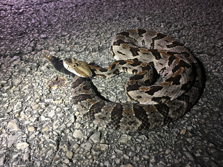 Timber rattlesnake