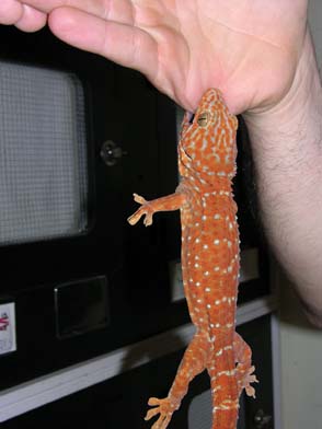 tokay gecko pet