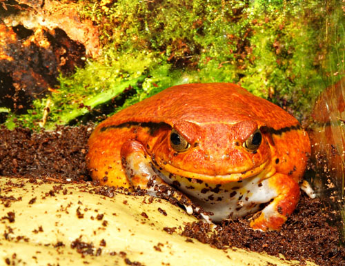 tomato frog