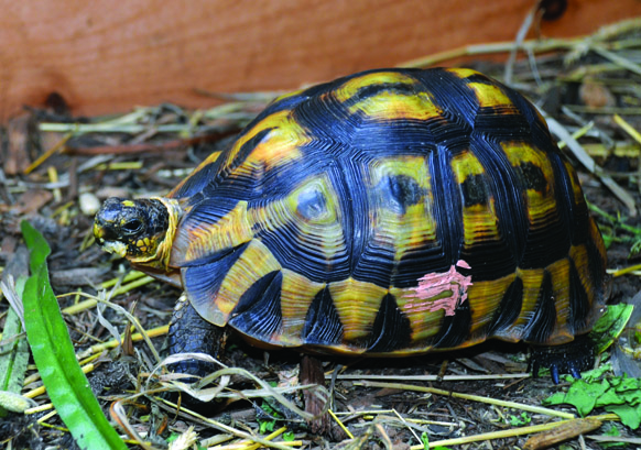 Angulate tortoise