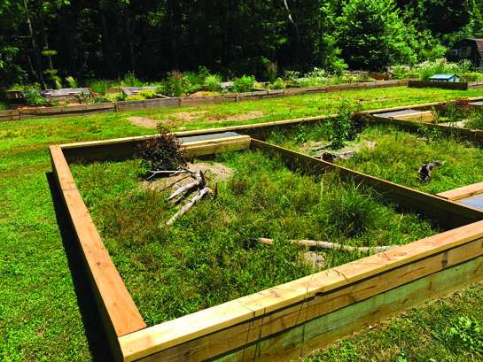 Angulate tortoise outdoor enclosure