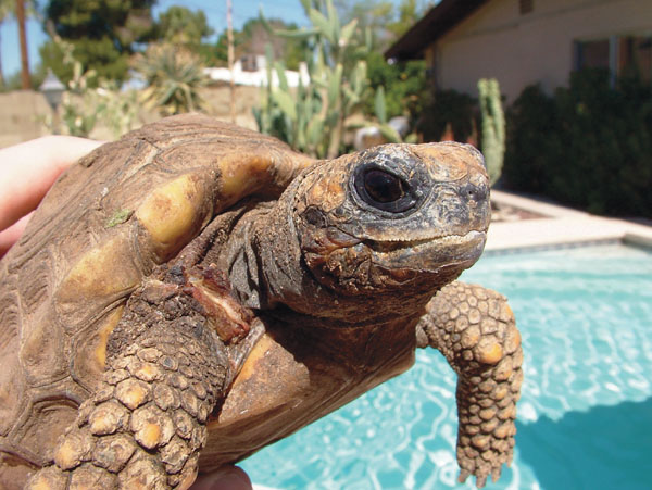 tortoise with mouth rot
