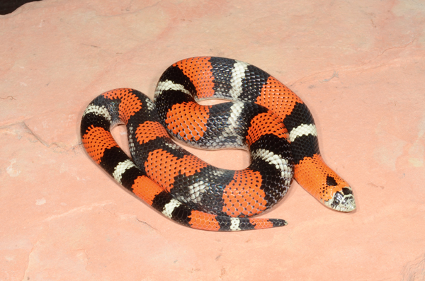Herp Queries Tricolor Hognose Snakes Reptiles Magazine,Juniper Ground Cover Shade
