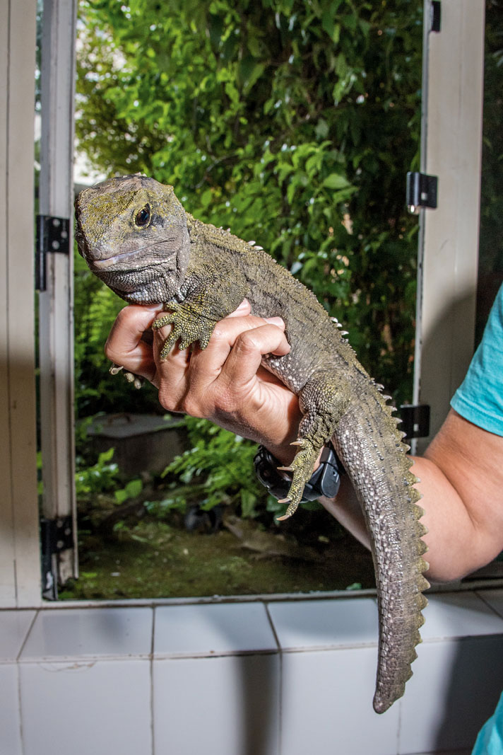 Tuatara