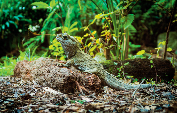 A tuatara in the wild.