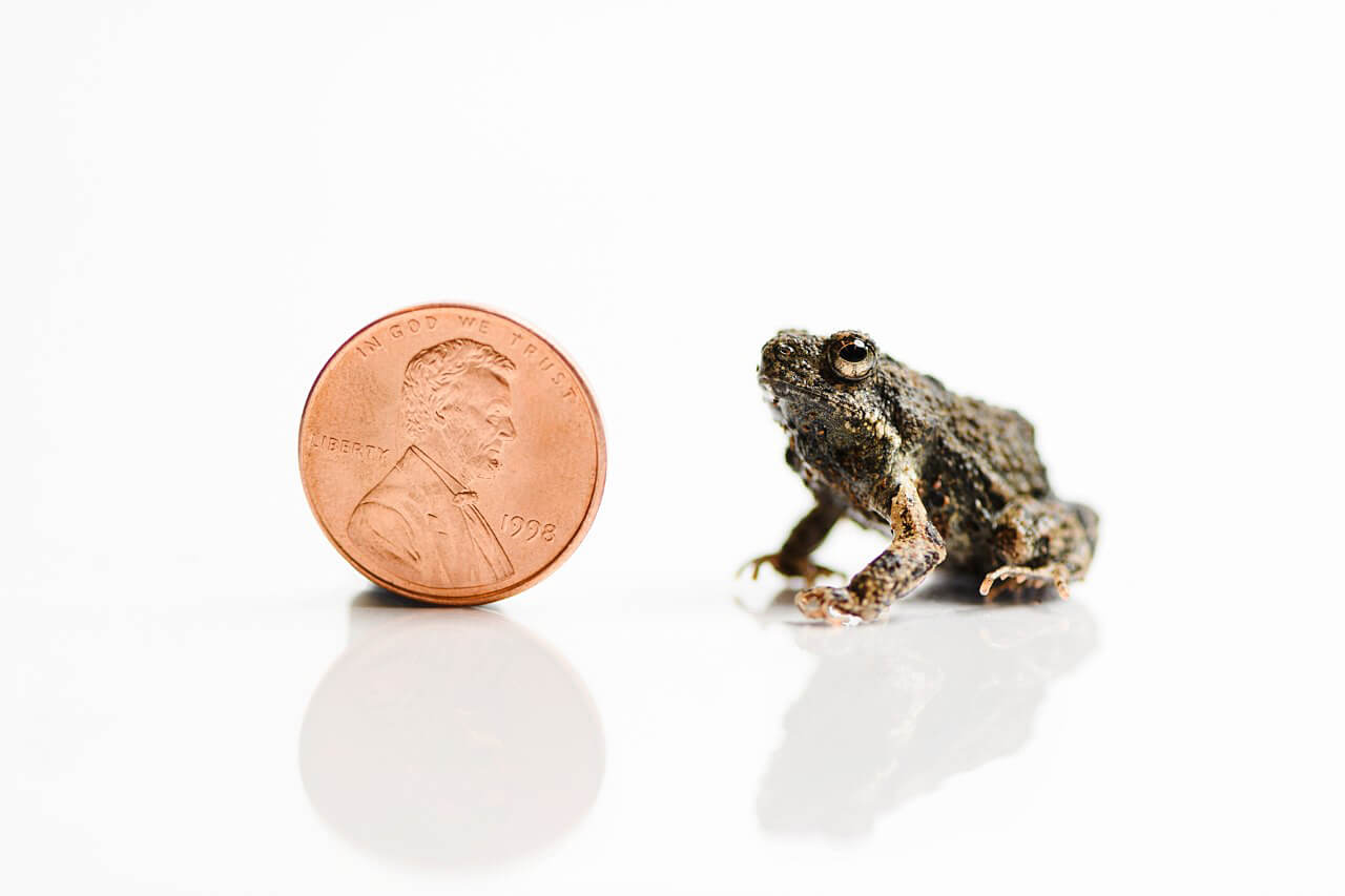 Tungara frog