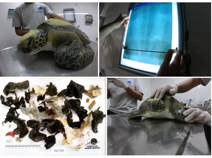 A green sea turtle and the plastic it had ingested and pooped out.