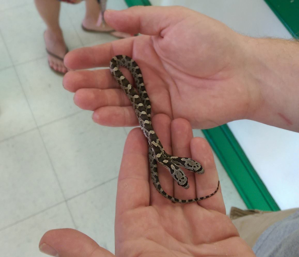 two-headed rat snake