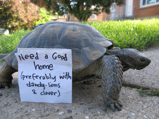 Utah Offering 40 Desert Tortoises For Adoption Reptiles Magazine