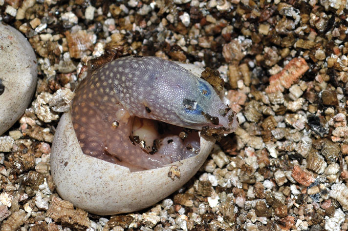 king's dwarf monitor