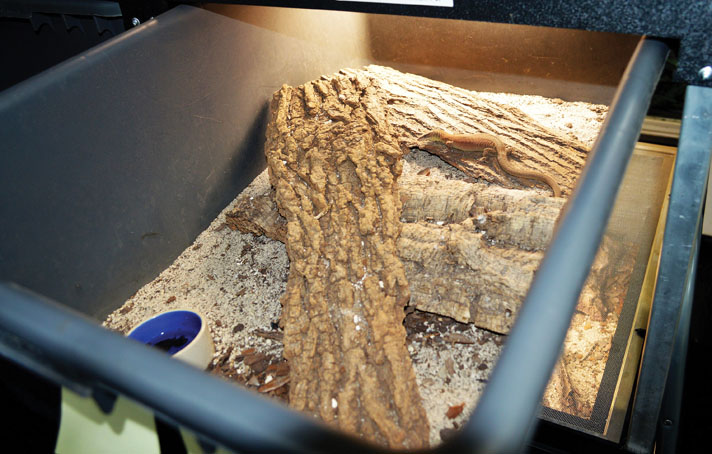 King's dwarf monitor enclosure