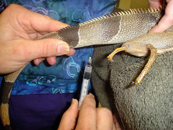 iguana getting blood drawn