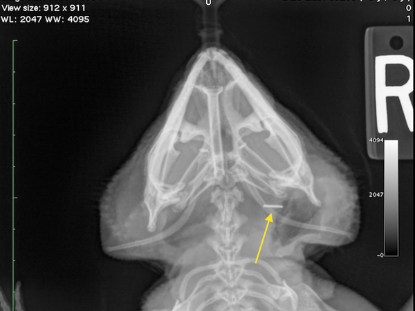 x ray of bearded dragon