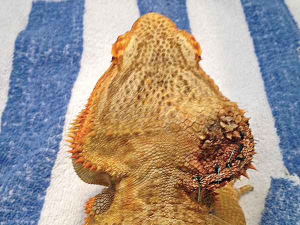 bearded dragon