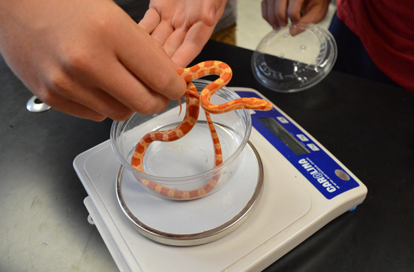 weighing corn snake