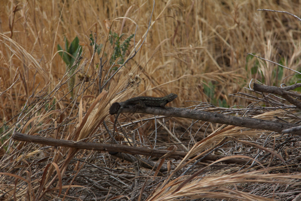 western fence lizard