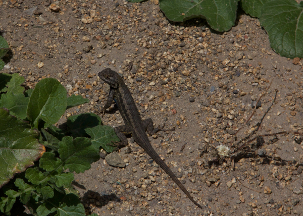 western fence lizard