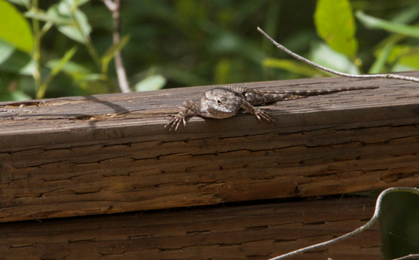 western fence lizard