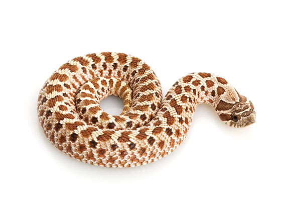 Western Hognose Snake Care Sheet Reptiles Magazine,Getting Rid Of Rats With Peppermint Oil