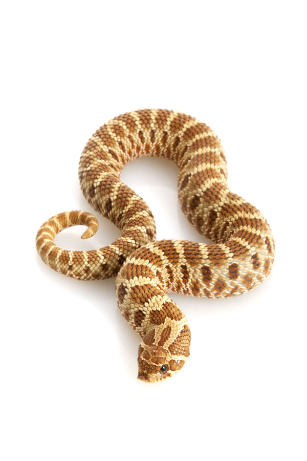 Western Hognose Snake Care Sheet Reptiles Magazine,Getting Rid Of Rats With Peppermint Oil