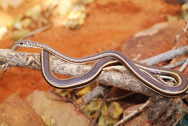 western striped bellied snake