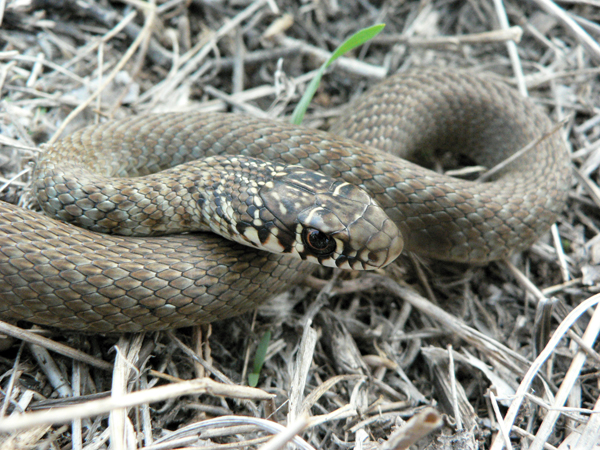 Western whip snake