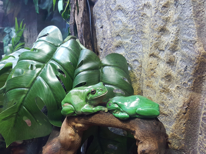 How To Make Squashed Frogs